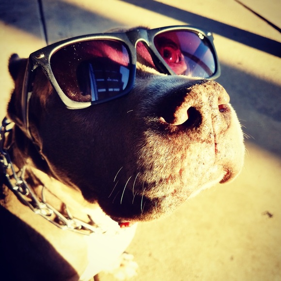 Just wanted to show y’all a dog burrito - Picture 3 of 3